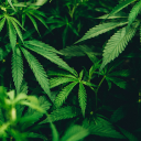 This Week In Cannabis: America's Crackdown Down On Hemp, Global Reform, Industry Gathering In Chicago