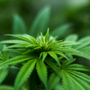Why Tilray Brands Shares Are Surging In Wednesday's Premarket