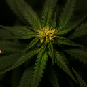 Trump's Marijuana Order Is Lighting Up This Cannabis ETF: Momentum Score Spikes