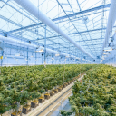 Tilray Stock Jumps As Trump Administration Eyes Marijuana Reclassification: Report
