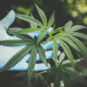 This Week In Cannabis: DeSantis' Anti-Weed Push, NY's Drug Decriminalization, Aurora's Record Earnings, Tilray And More Global News