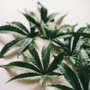 This Week In Cannabis: Earnings Season, Uruguay's 'Pepe' Mujica's Legacy, DEA's Meme Backlash, California's Tax Hike, The DEA's Stance And More